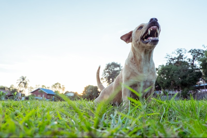 How Much Do Dog Bite Cases Settle for in California?