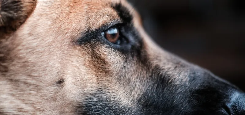 Filing a Dog Bite Personal Injury Claim in California